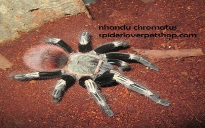 Nhandu chromatus subadult unsex tarantula